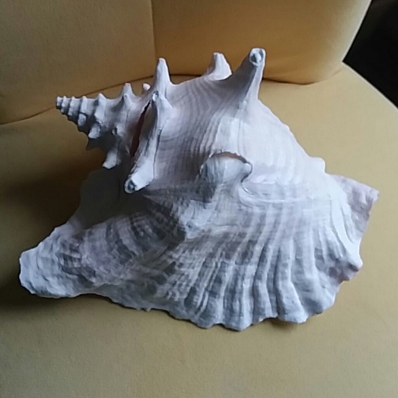 Conch Shell large - Picture 3 of 4